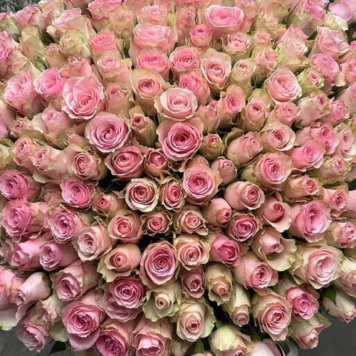 Букет из 101 розы