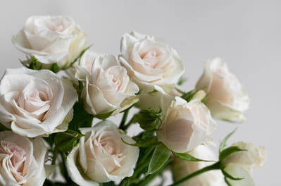 Символическое значение белых роз и кому их можно подарить