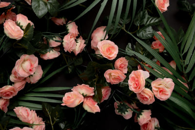 Пионовидные розы: что нужно знать об этих великолепных цветах?