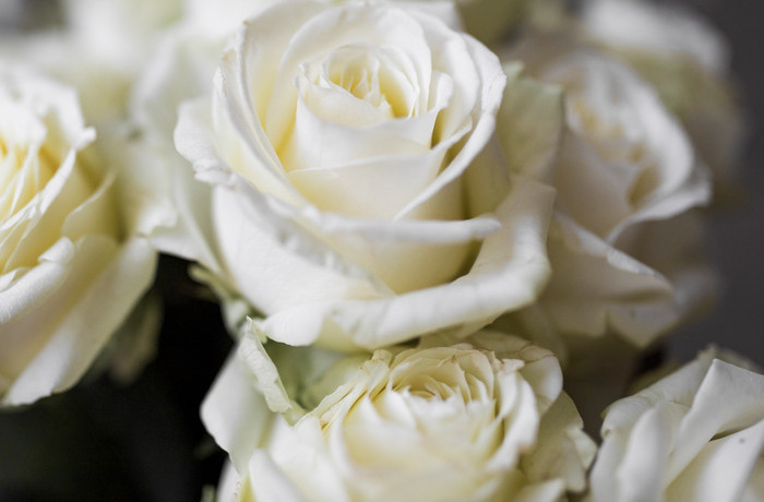 Когда дарить белые розы: поводы и символизм