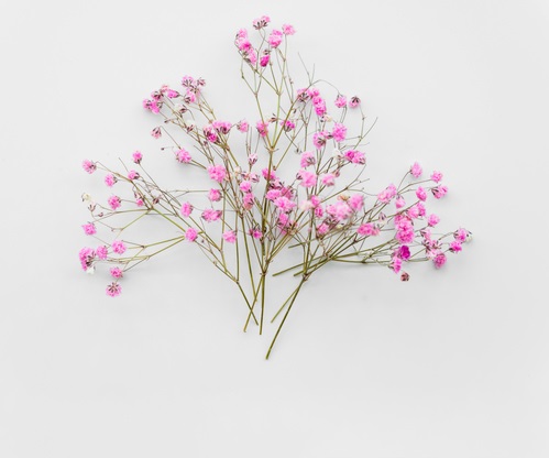 Спатифиллум – цветок женское счастье: описание, уход и секреты процветания | AURA-F