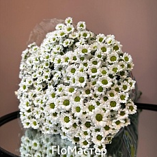 Сантини в пачке