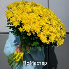 Букет 33 желтые хризантемы