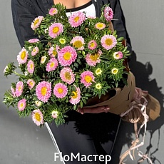 Букет из каллистефуса