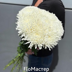 Букет 11 белых хризантем