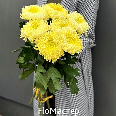 Букет 7 хризантем Zembla