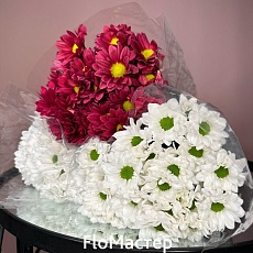 Хризантема кустовая в пачке