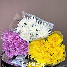 Хризантема одноголовая в пачке