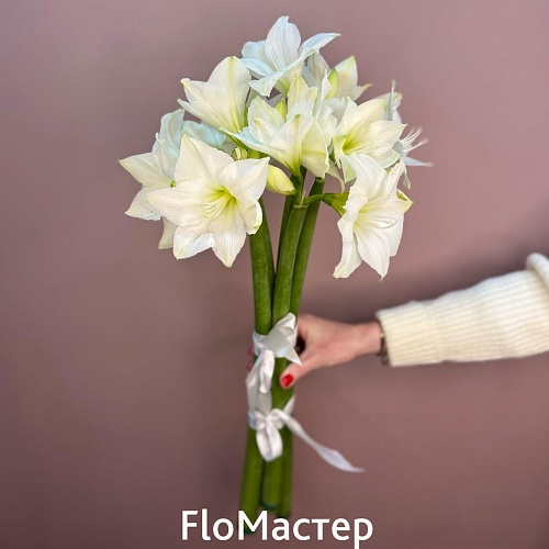 Букет 5 белых амариллисов