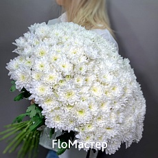 Букет 33 белые хризантемы