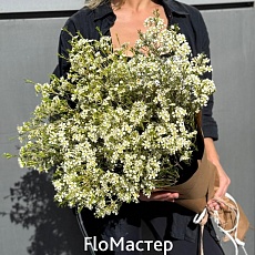 Букет из белого хамелациума