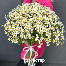 Букет 25 ромашек Camomilla