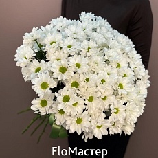 Букет 15 белых кустовых хризантем Bacardi