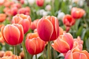 Как выбрать тюльпаны на 8 марта?