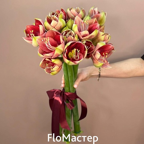 Букет 5 амариллисов