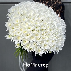 Букет 33 белые кустовые хризантемы