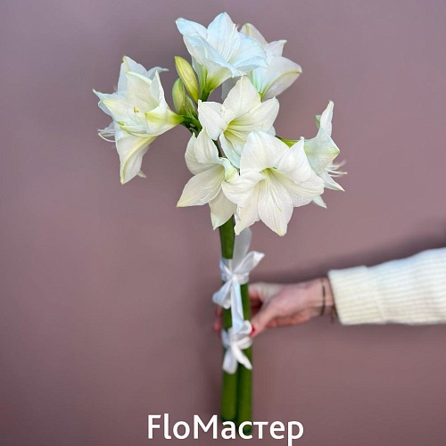 Букет 3  белых амариллиса